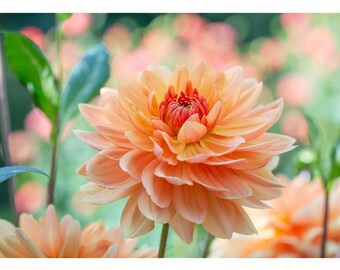 Foto de flor de dalia de color salmón, flor de naranja, decoración de la naturaleza de coral, foto de la naturaleza, color salmón, decoración de la pared botánica de coral,