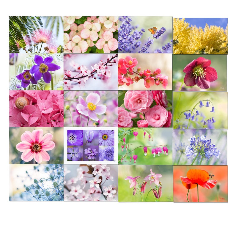 Lot de 11 cartes postales fleurs, fleurs des jardins et des prés, cartes postales fleurs, cadeau jardinier, flower poscard, postcrossing, image 9