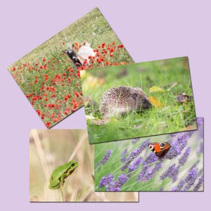 4 cartes postales photo animaux, herisson, chat, grenouille et papillon, lot de cartes postales animaux, cadeau enfant,