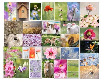 Set of 30 organic postcards with photos of flowers, animals and nature, set of postcards on sale, postcrossing, 10 x 15 cm,
