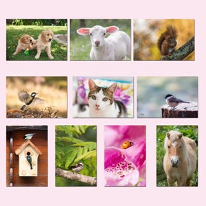 Promotions lot 10 cartes postales  animaux, oiseaux, chat, chiens, poney, écureuil,  lot de cartes postales en promotion, postcrossing,