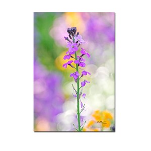 Ensemble 5 cartes postales fleurs de jardin rose et violet, lot de cartes postales fleur, photo fleur, cartes botaniques, jardinier, fleurs, image 4