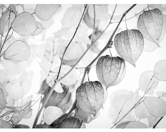 Photo noir et blanc de physalis, decoration interieur, decoration murale, photo art en noir et blanc, amour en cage, botanique art,