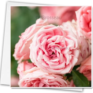 Pretty rose greeting card, large flower photo greeting card, birthday card, wedding card, customizable flower card,