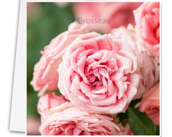 Carte de voeux d'une jolie rose, grande carte de voeux photo de fleur, carte d'anniversaire, mariage, carte fleur personnalisable,
