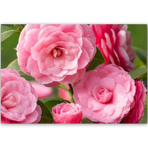 Ensemble 5 cartes postales fleurs de jardin rose et violet, lot de cartes postales fleur, photo fleur, cartes botaniques, jardinier, fleurs, image 2