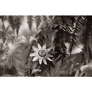 Sepia photo of passion flower, black and white, taupe color, taupe brown wall decoration, sepia wall plant decoration, image 4