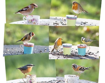 Conjunto de pequeñas fotografías de pájaros en el jardín, con bonitas tazas, para decoración de pared de naturaleza, amante de los pájaros,