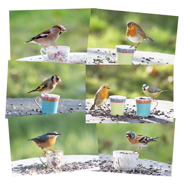 Ensemble de petites photos des oiseaux dans le jardin, avec de jolies tasses, pour une decoration murale nature, amateur d'oiseaux,