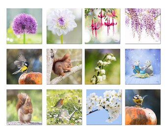 Promotional set of 12 nature postcards, flowers, birds, squirrel, set of postcards, postcrossing,