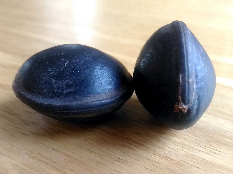 Lot De 15 Graines "Œil De Bœuf" Pour Fabriquer Des Colliers - Perles Naturelles Neuves