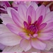 Owner of <a href='https://www.etsy.com/shop/lescreationsdemylene?ref=l2-about-shopname&from_page=listing' class='wt-text-link'>lescreationsdemylene</a>