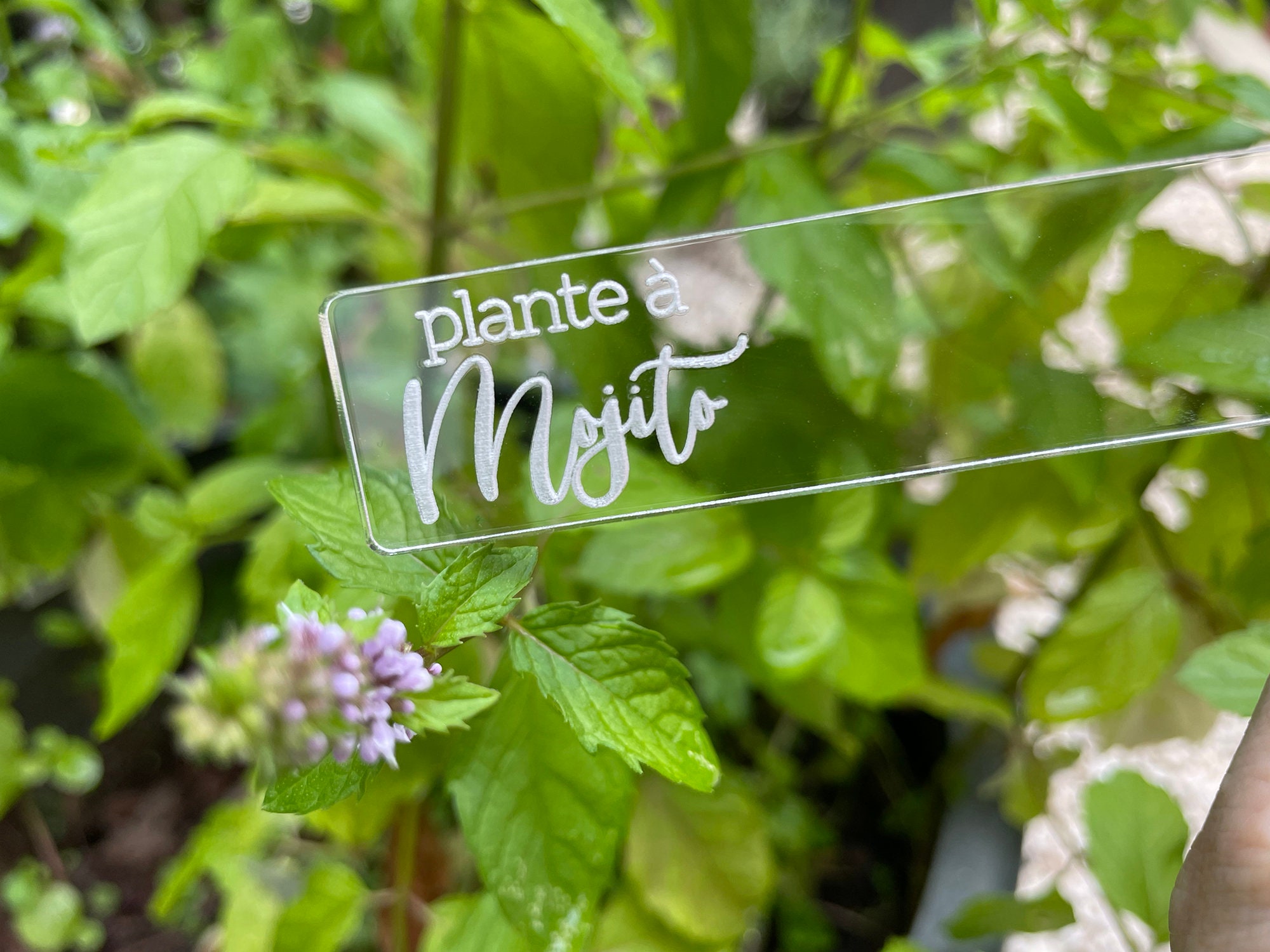 Mojito Seedling Label Label For Mint Gardening Humorous Etsy