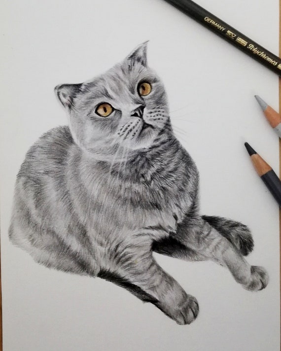 Dessin De Chat Coutume De Portrait Danimal Familier Etsy France