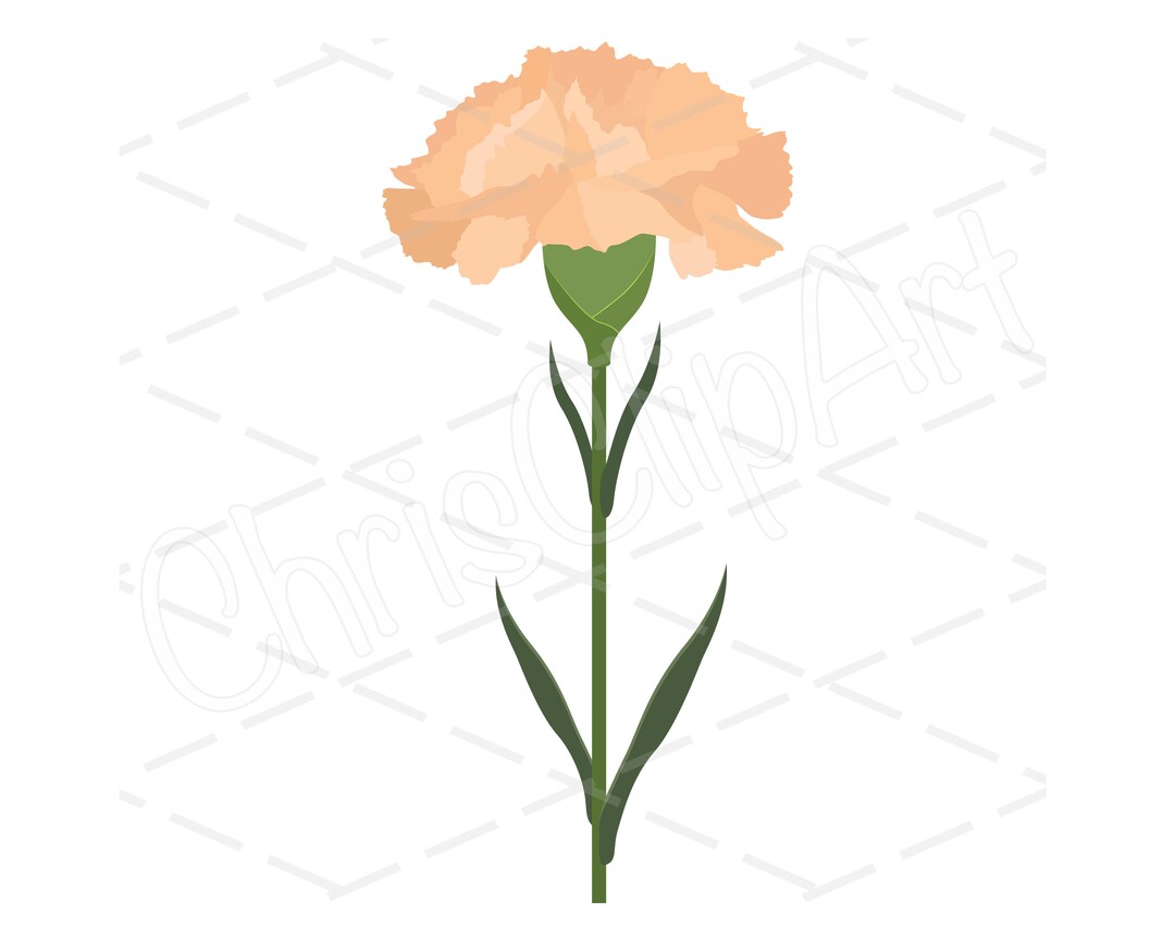 Carnation SVG PNG JPG, Peach Carnation Sublimation, Carnation Graphic ...