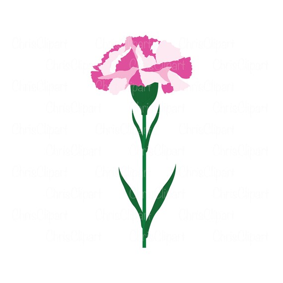 PINK WHITE CARNATION Clipart Carnation Svg Flower Svg | Etsy