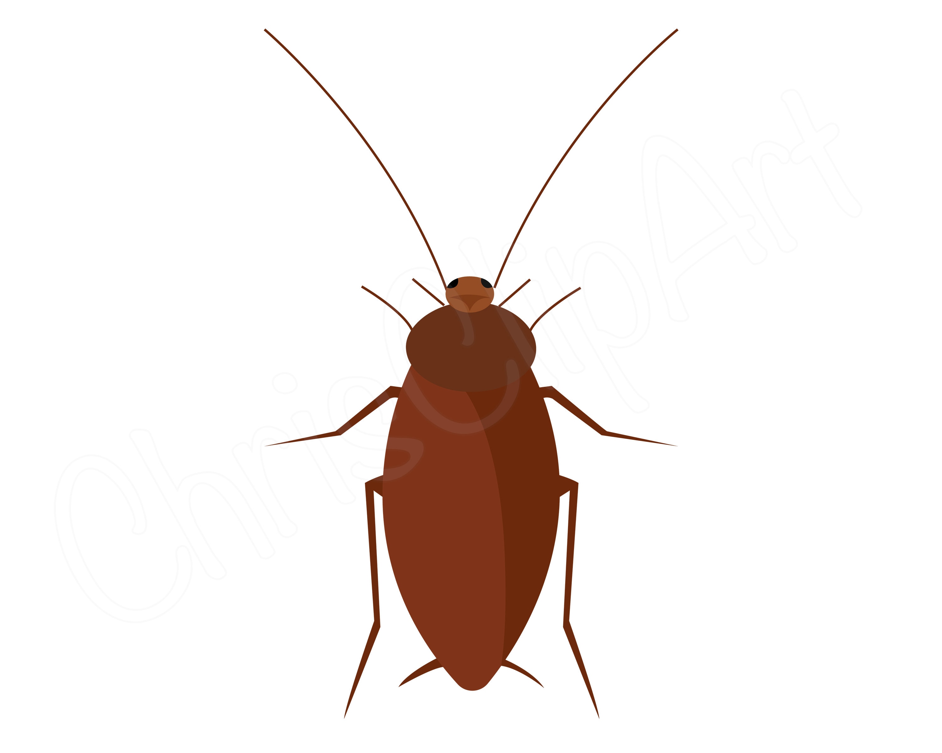 COCKROACH PNG Cockroach Svg Cockroach Clipart Cockroach - Etsy Canada