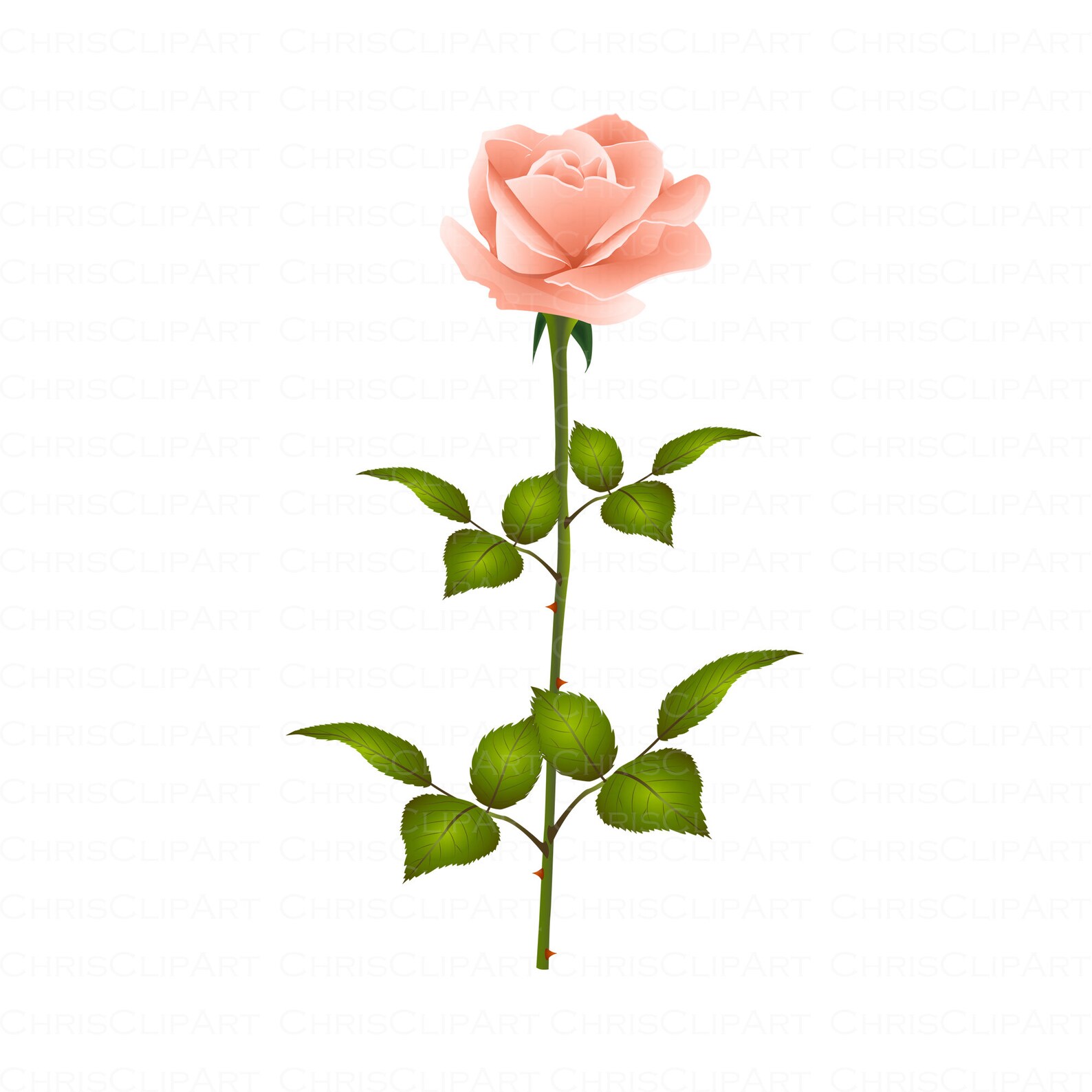PEACH ROSE SVG Clipart Rose Peach Flower Png Flower Etsy Canada