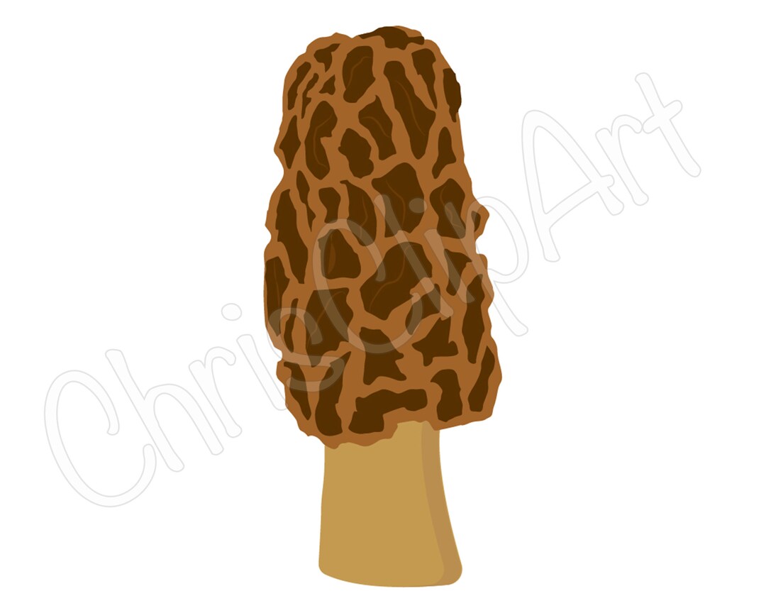 MOREL MUSHROOM SVG, Morel Mushroom Png, Morel Svg, Mushroom Svg