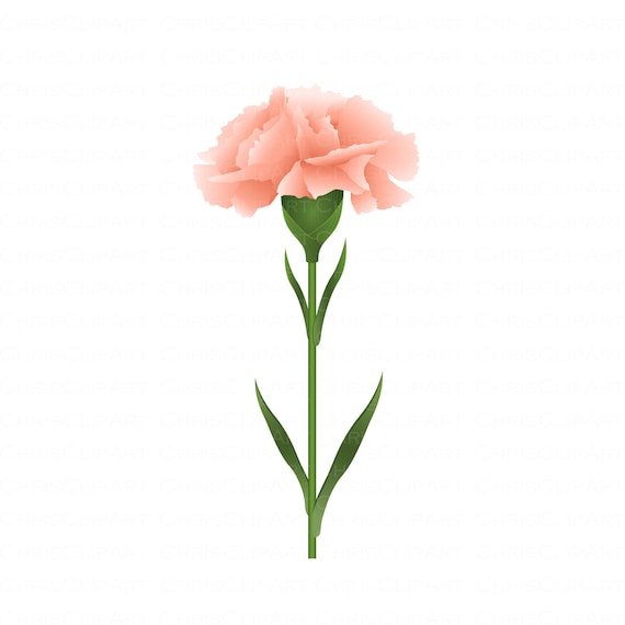 Carnation Svg Carnation Png Clipart Flowers Peach Flower - Etsy Finland