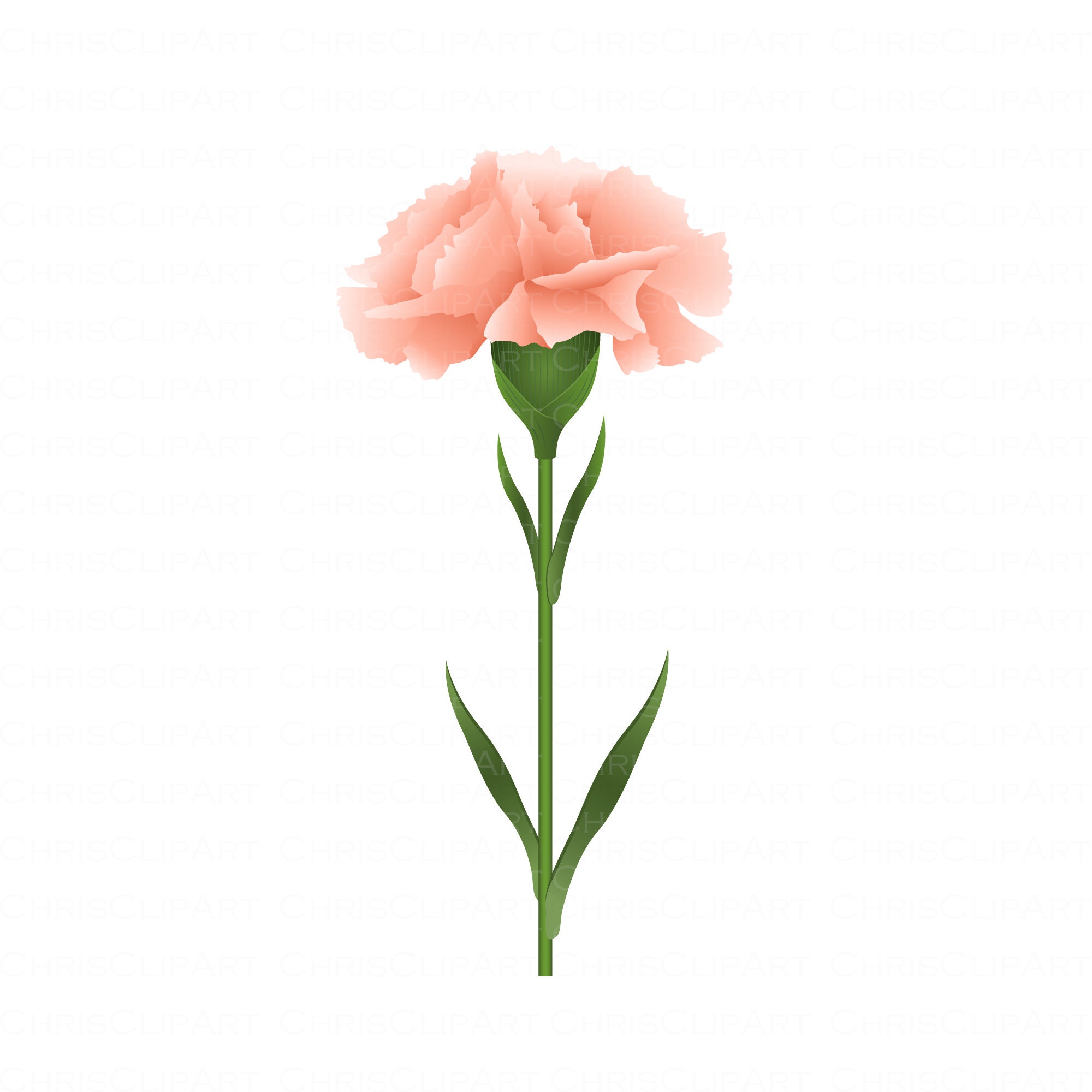 Carnation Svg, Carnation Png, Clipart Flowers, Peach Flower Svg
