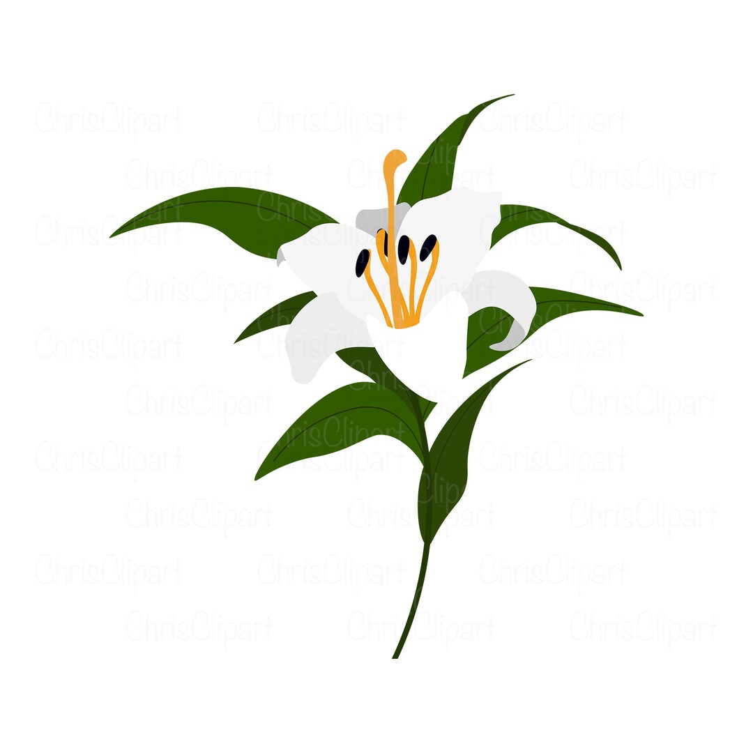 Buy Lily Svg Clipart Lily Lily Png Lilies Svg Flower Svg Lily Online in
