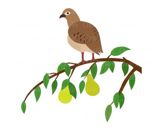 A Partridge In A Pear Tree Clipart