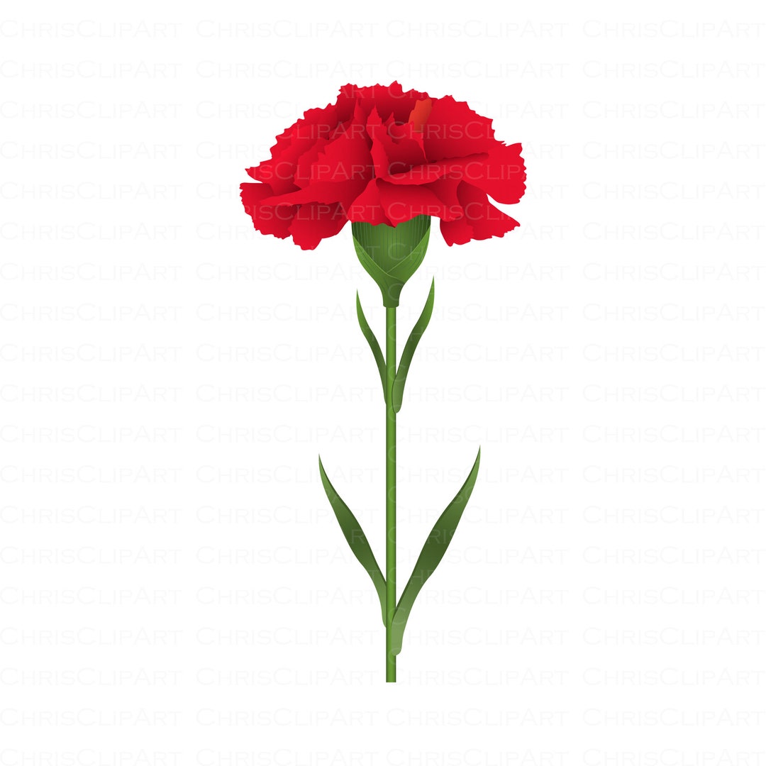 RED CARNATION Clipart Carnation Flower Svg Clipart - Etsy