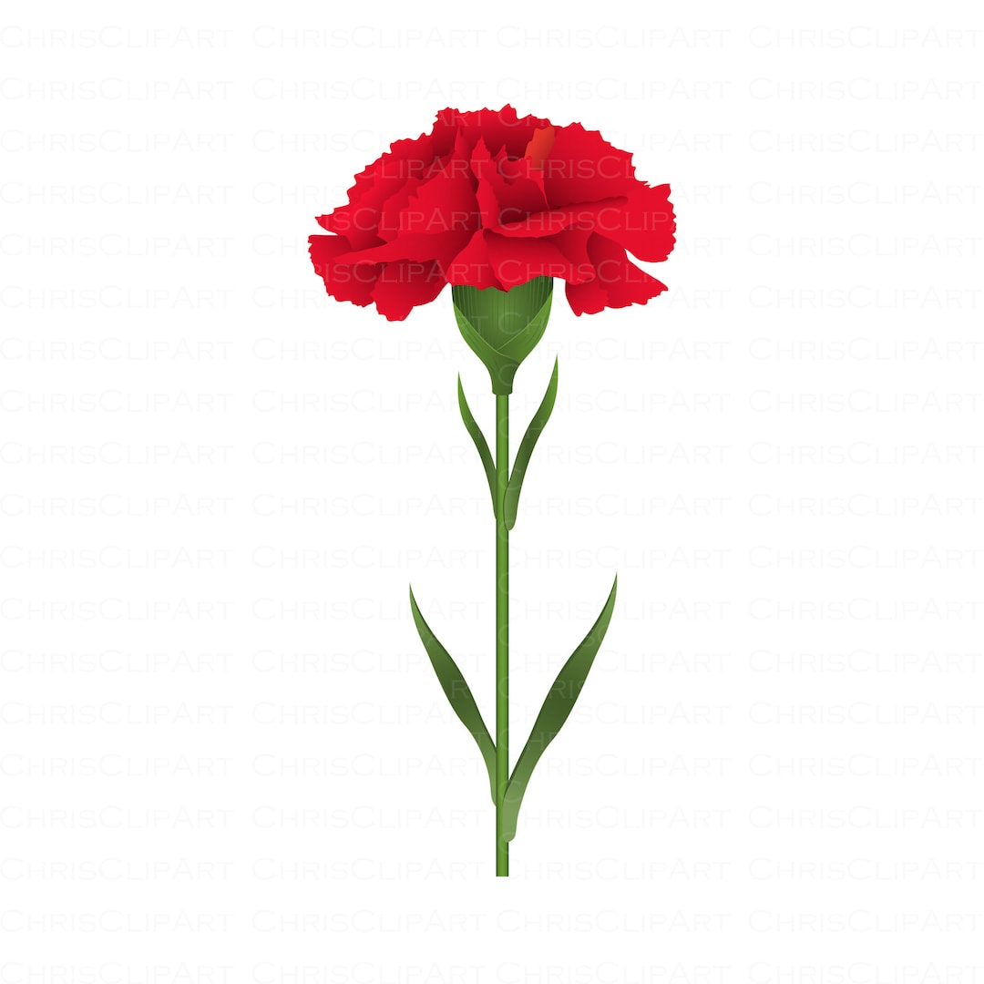 RED CARNATION Clipart, Carnation Svg, Flower Svg, Clipart Flowers Etsy