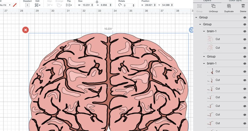 brains brain jpg brain vector BRAIN SVG brain png clipart brain