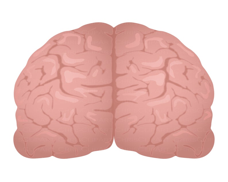 brains brain jpg brain vector BRAIN SVG brain png clipart brain