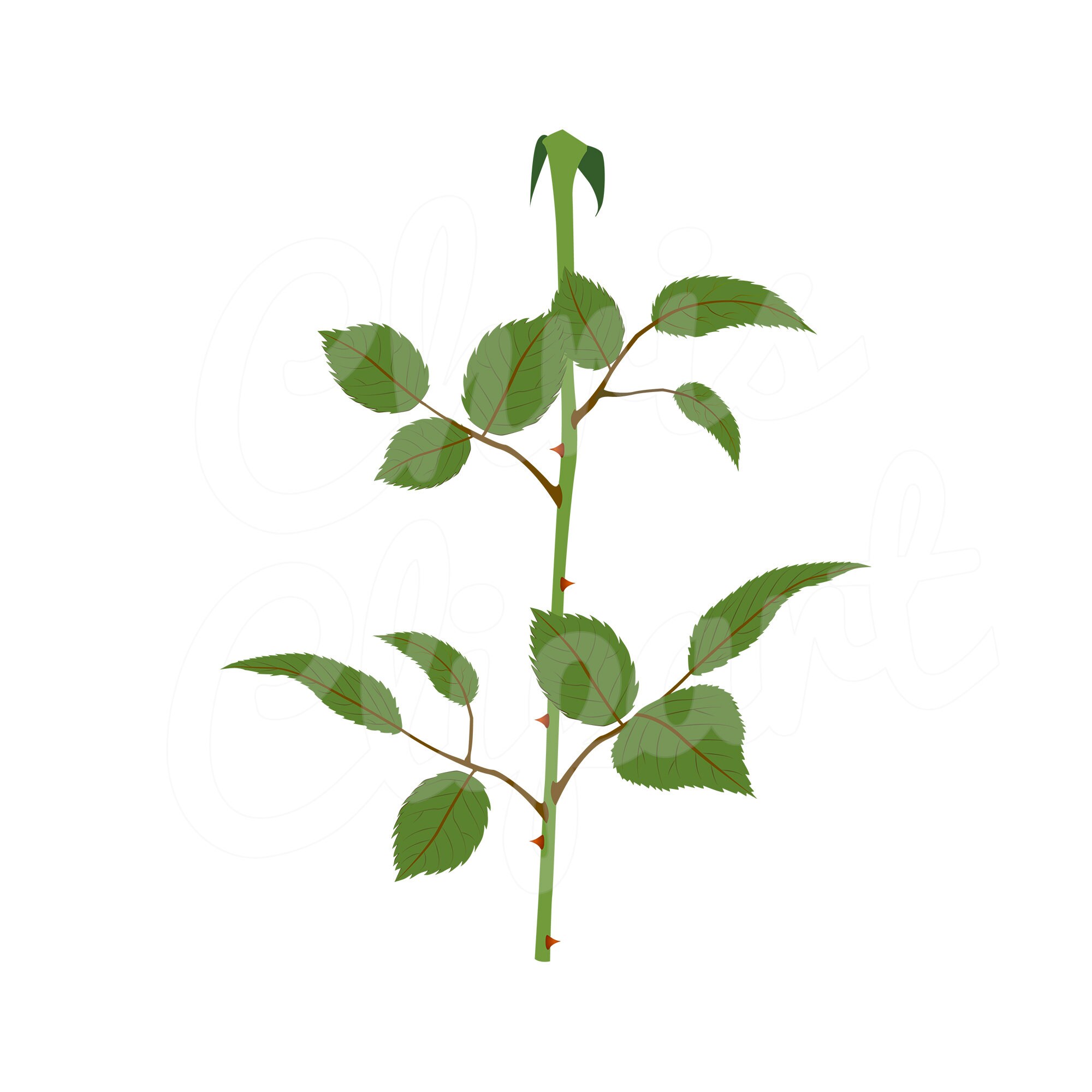 FLOWER STEM CLIPART Flower Stem Svg Flower Stem Png Flower - Etsy