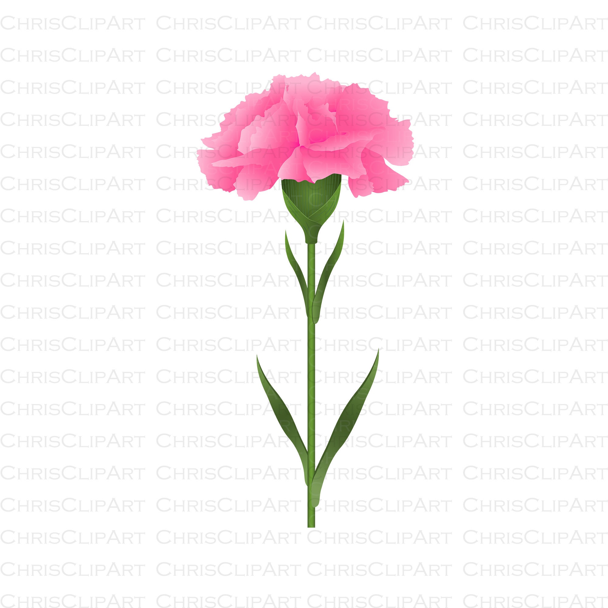 PINK CARNATION Clipart Carnation Svg Flower Svg Clipart Etsy
