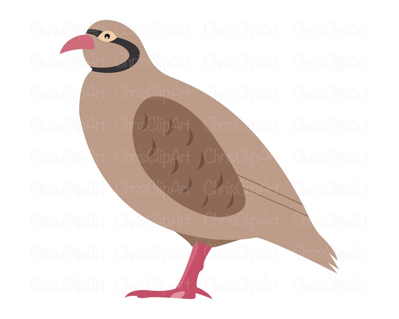 PARTRIDGE SVG Partridge Png Partridge Clipart Partridge - Etsy
