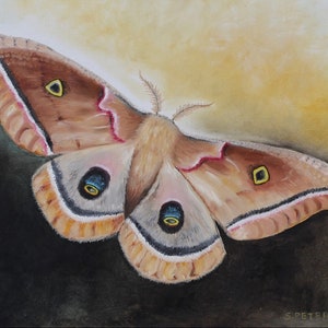 May include: A detailed painting of a moth with large, patterned wings. The moth features shades of brown, tan, and pink, with intricate details and eye-like markings. The background transitions from dark to light yellow.