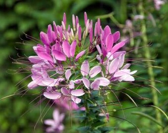 Gayfeather Bianco 250 Semi-Liatris Spicata-perenne fiore