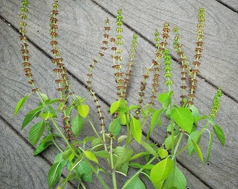 Tulsi Krishna Basil Seeds