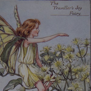 The Traveller&#39;s Joy Flower Fairy Print,&quot;&quot;By Cicely Mary Barker.From Flower Fairies of the Summer. Circa 1940.Published by Blackie and Son.