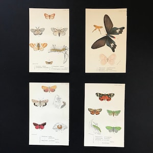 Set of Vintage Print from Lloyds Natural History (Lepidoptera) 1897. Butterflies.