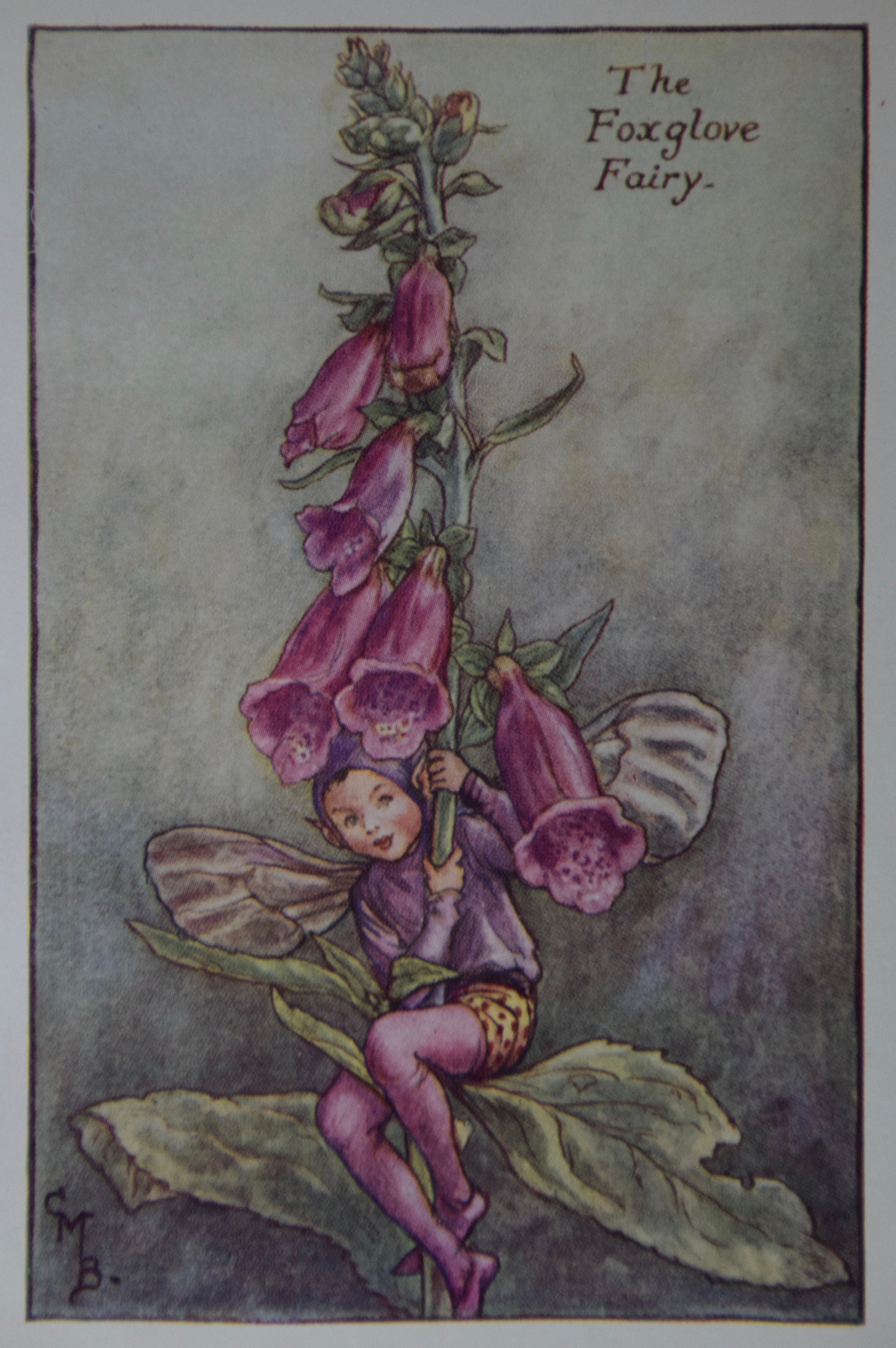 The Foxglove Fairy Flower Fairy Print,by Cicely Mary Barker.from Flower