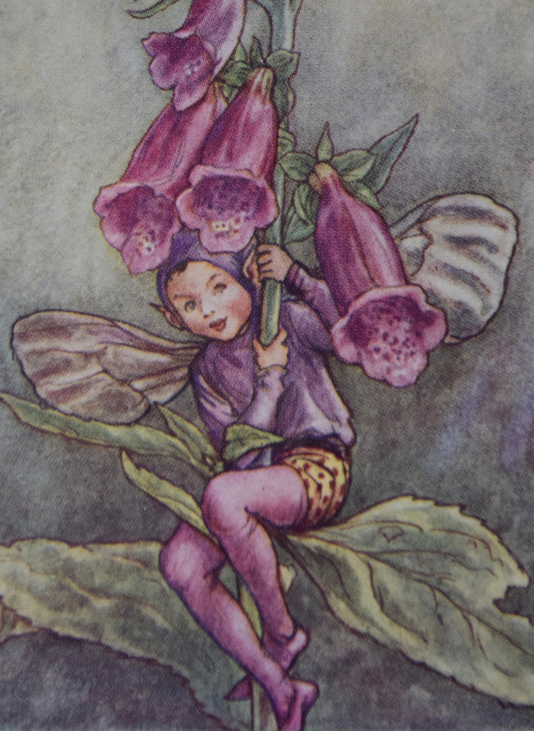 The Foxglove Fairy Flower Fairy Print,by Cicely Mary Barker.from Flower