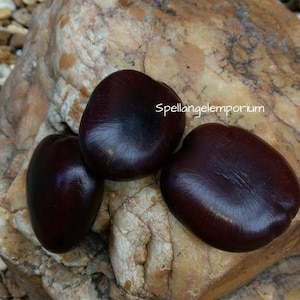 Semillas de Guacalote/Corazon de Chango / Heart of Chango Seed / Agba - 3 pc - Cayagabo / Corazon de Mar Santeria / Ifa /  ~Santeria ~ Ifa