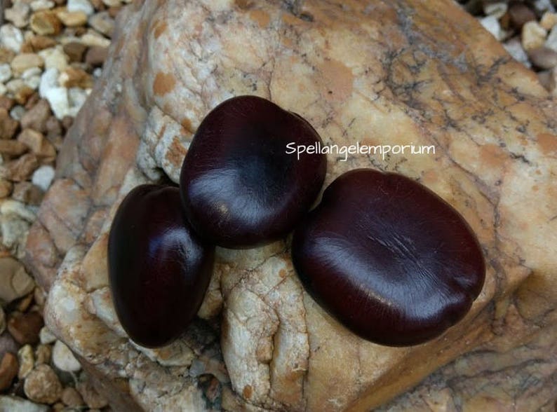 SEMILLAS DE GUACALOTE /Corazon de Chango / Heart of Chango Seed / Agba 3 pc Cayagabo / Corazon de Mar Santeria / Ifa / Santeria Ifa imagen 1