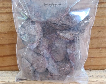 Obi Kola Pure Authentic - IFA Yoruba Santeria - Obi Kola Ache de Santo -Acheses de Santo 1oz.