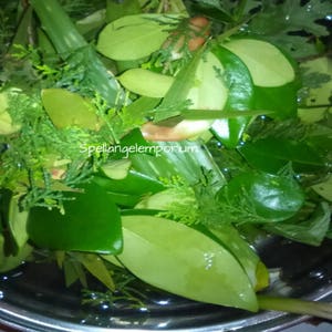 May include: A close-up of a bowl filled with various green leaves, including aloe vera, bay leaves, and other herbs. The leaves are submerged in water, suggesting they are being prepared for a herbal infusion or tea.