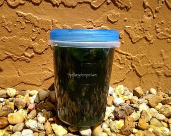 Santeria Aberikunlo - Espanto Muerto Banish Death Bath for Religious Cleansing/ Omiero de Aberikunlo - Espanto Muerto para limpiesas Umiero