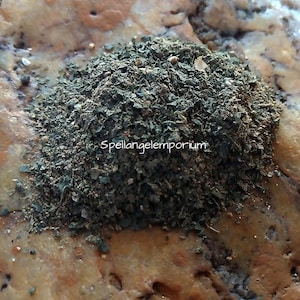 Spiritual PROTECTION Powder - Polvo Espiritual para Protección ~Santeria, Ifa, Yoruba, Palo, Magic, Wicca~