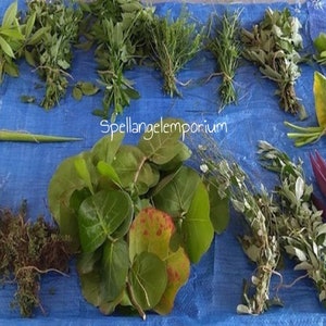 Herbs for Initiation of Saint - 21 Herbs - Hierbas de Santo para iniciación de Ocha - 21 Hierbas  Ewe de Santo Ewe de Ifa - Ozain  21 Yerbas