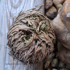 Rose of Jericho - Rosa de Jericho