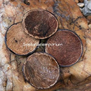 Chamalongos (4) Santeria / Ifa / Yoruba ~Santeria ~ Ifa